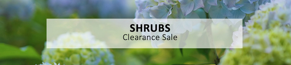 Shrubs Category Page Banner Jan-23